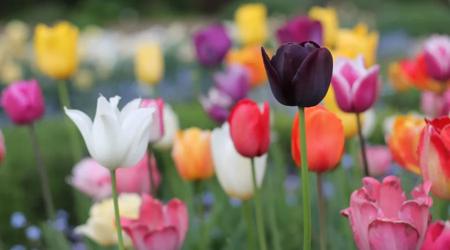 colorful tulips